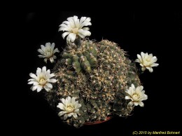 Gymnocalycium moserianum 116